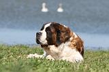 SAINT BERNARD 110